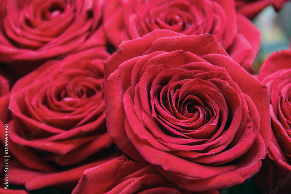 Red rose closeup. Red rose closeup.