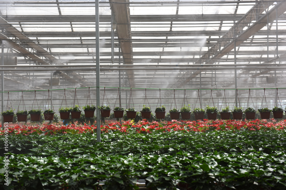 Red flowers in greenhouse Red flowers in greenhouse