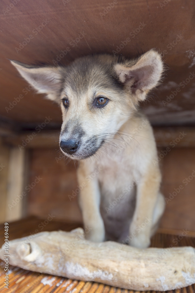 Happy puppy sitting in wooden box with piece of wood as a gift