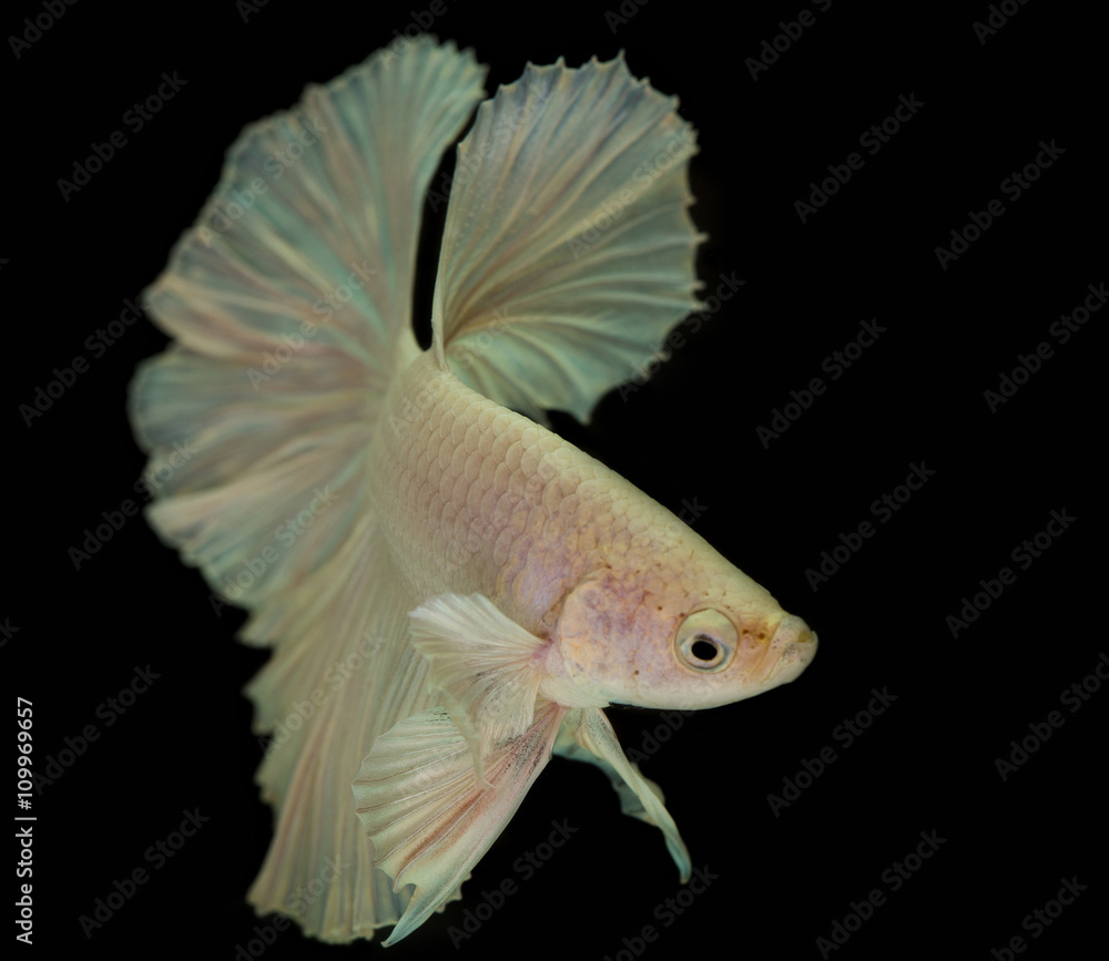 Fototapeta premium White Siam Fighting fish isolated on Black