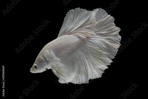 white Fighting fish isolated on a black background. © titipong8176734