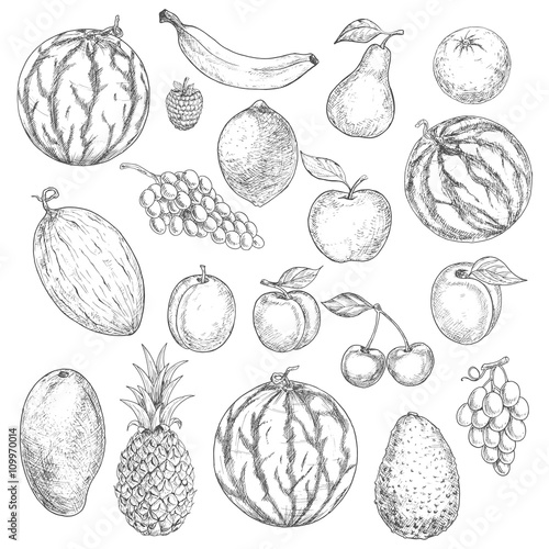 Delicious fresh harvested summer fruits sketches