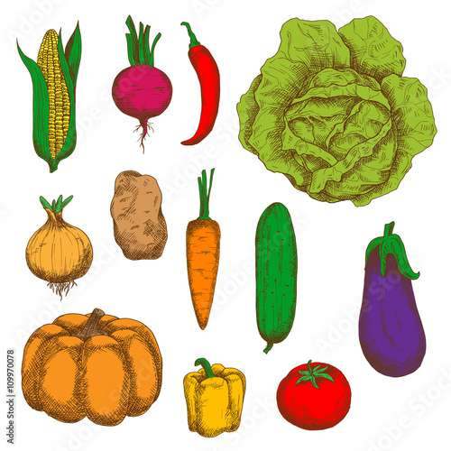 Organically grown vegetables colorful sketches
