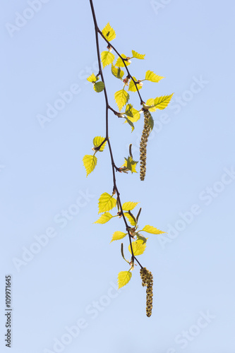 birch twig with buds