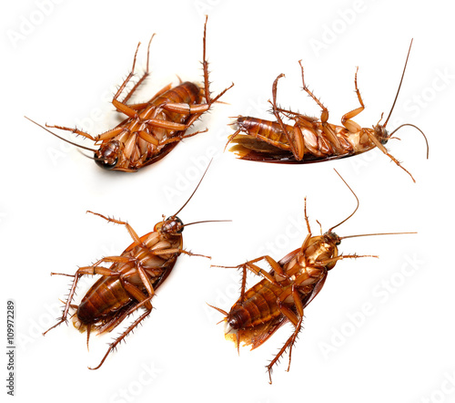 Set of Cockroach isolated on a white background