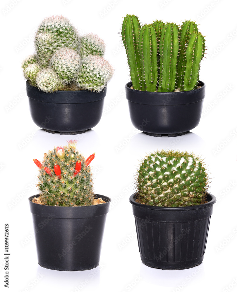 set of Cactus isolated on white background set of Cactus isolated on white background