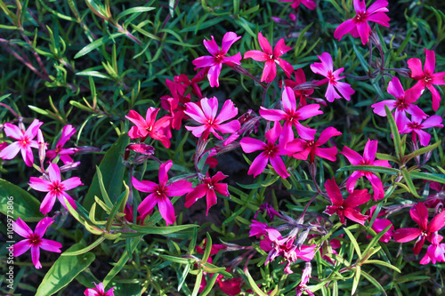 spring  purple flowers and green foliage background