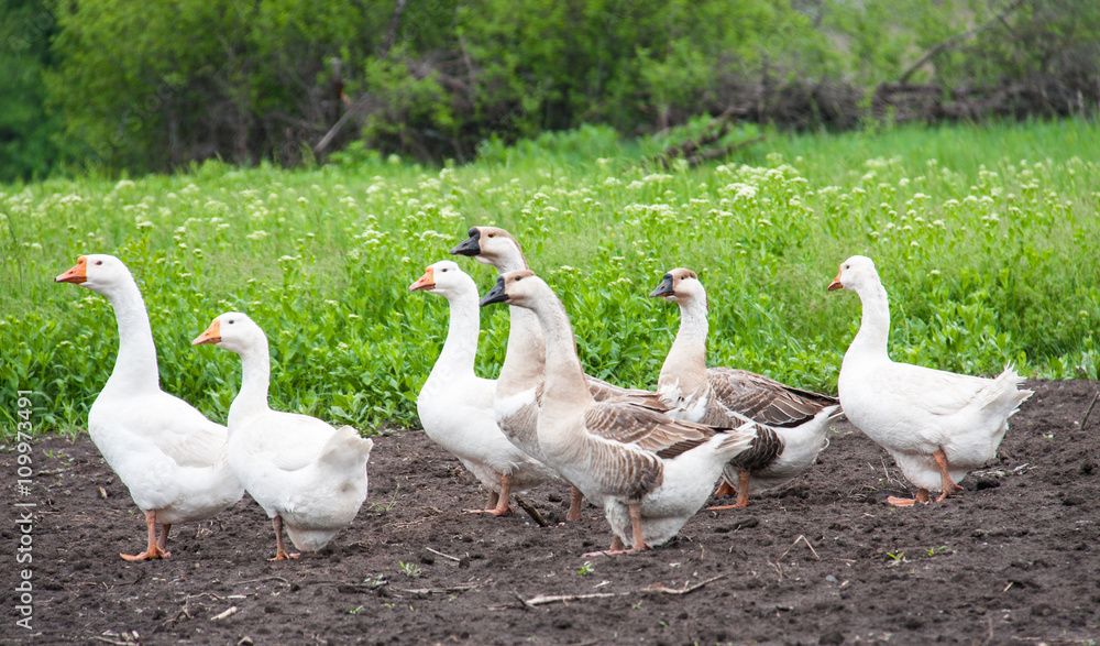 flock of geese grazing on green grass in the village flock of geese grazing on green grass in the village