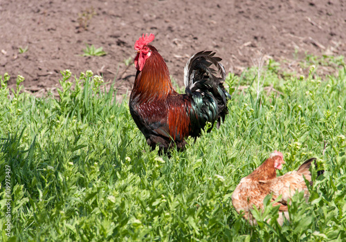 cock and hen walking on grass in the village