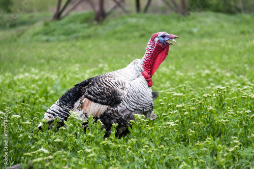 turkey grazing on green grass in the village