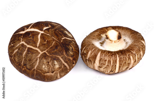 fresh shiitake mushroom on white background