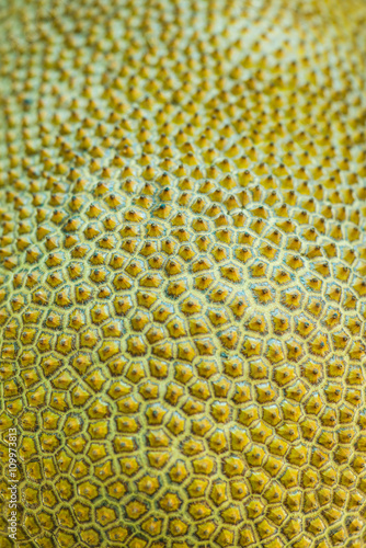 Texture of Jackfruit photo