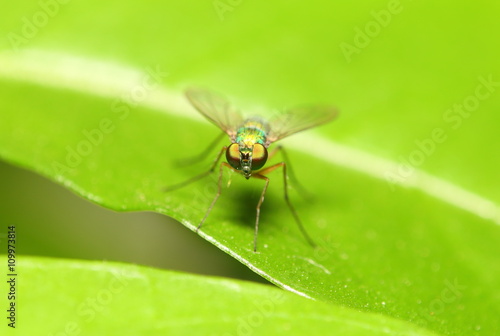 Small insect on green leaf in the garden