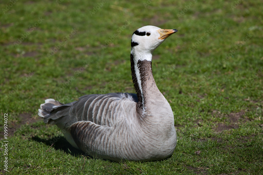 Bar-headed goose (Anser indicus). Bar-headed goose (Anser indicus).