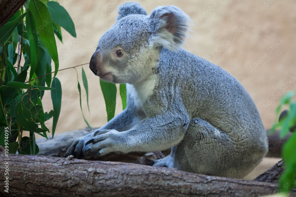 Naklejka premium Queensland koala (Phascolarctos cinereus adustus).