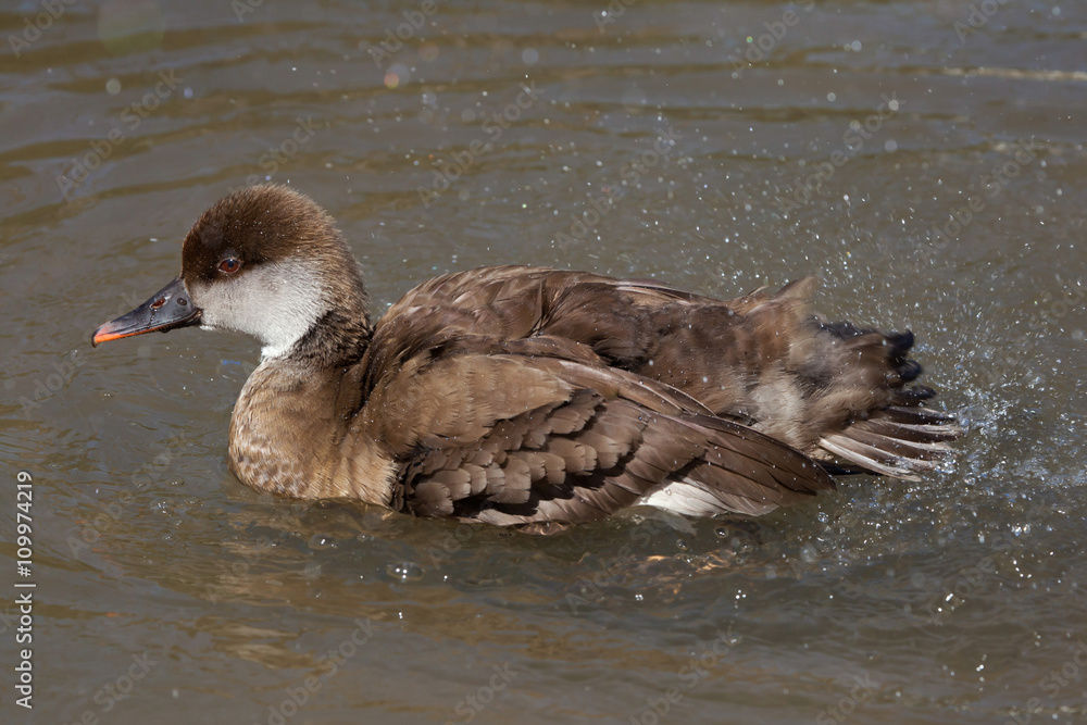 Red-crested pochard (Netta rufina). Red-crested pochard (Netta rufina).