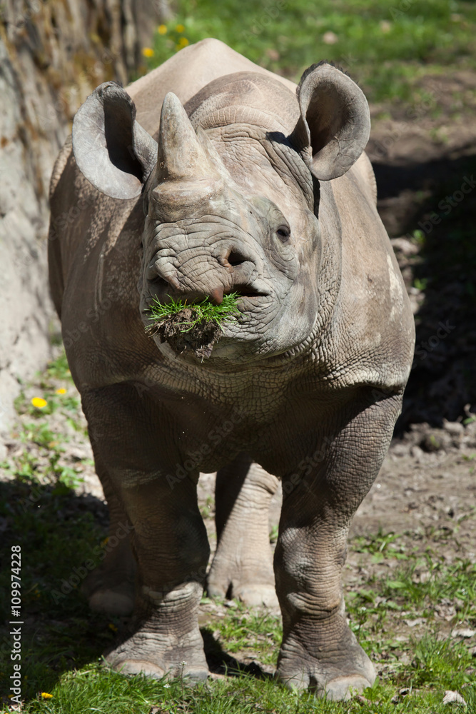 Black rhinoceros (Diceros bicornis). Black rhinoceros (Diceros bicornis).