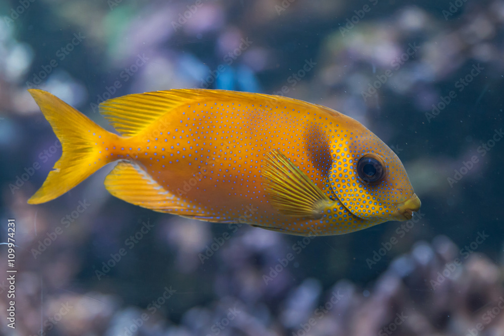 Blue-spotted spinefoot (Siganus corallinus). Blue-spotted spinefoot (Siganus corallinus).