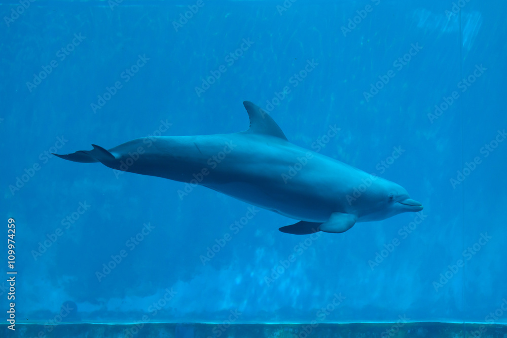 Fototapeta premium Common bottlenose dolphin (Tursiops truncatus).
