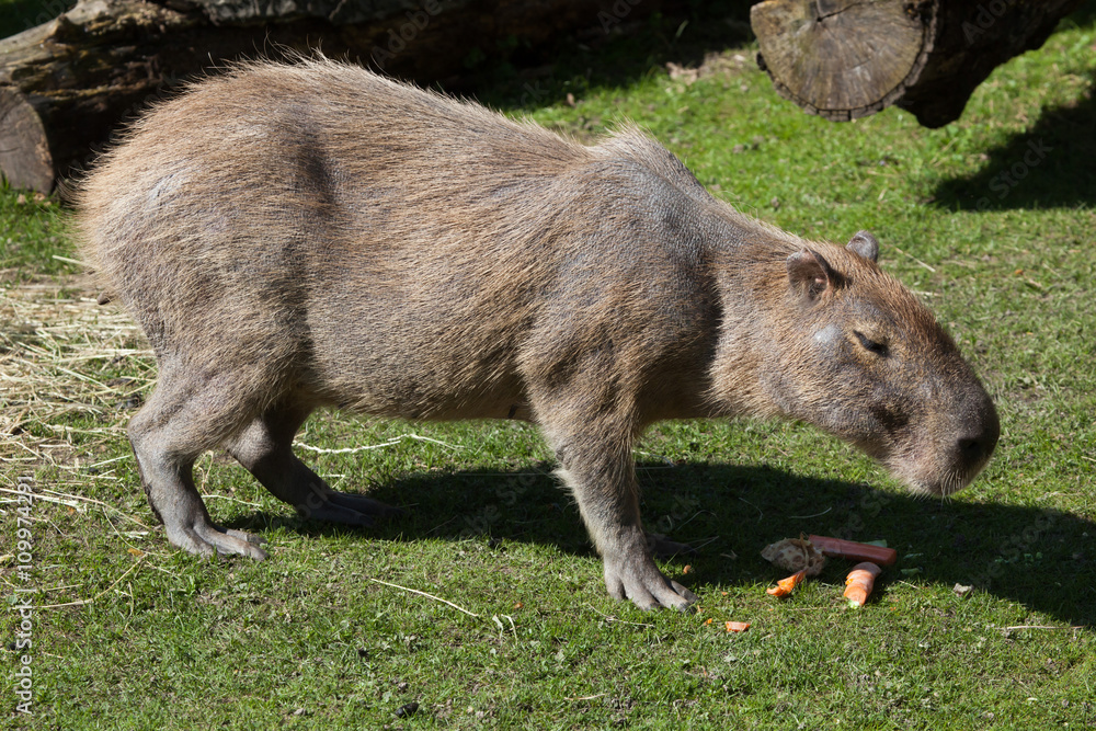 Capybara (Hydrochoerus hydrochaeris). Capybara (Hydrochoerus hydrochaeris).