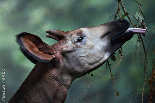 Okapi (Okapia johnstoni). photo