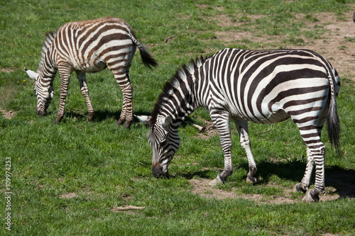 Grant's zebra (Equus quagga boehmi).