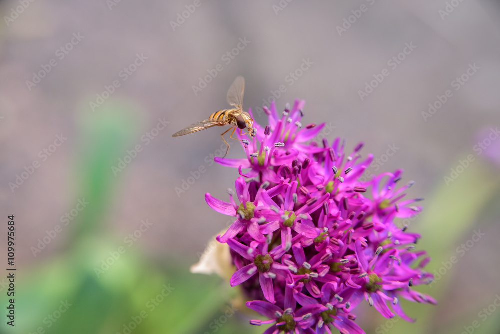 bee landing on purple allium flower bee landing on purple allium flower