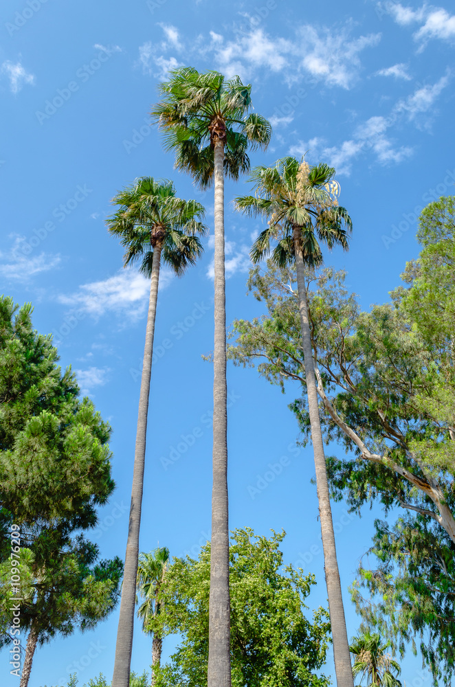 Obraz premium Three tall thin palm trees shot up into the blue sky