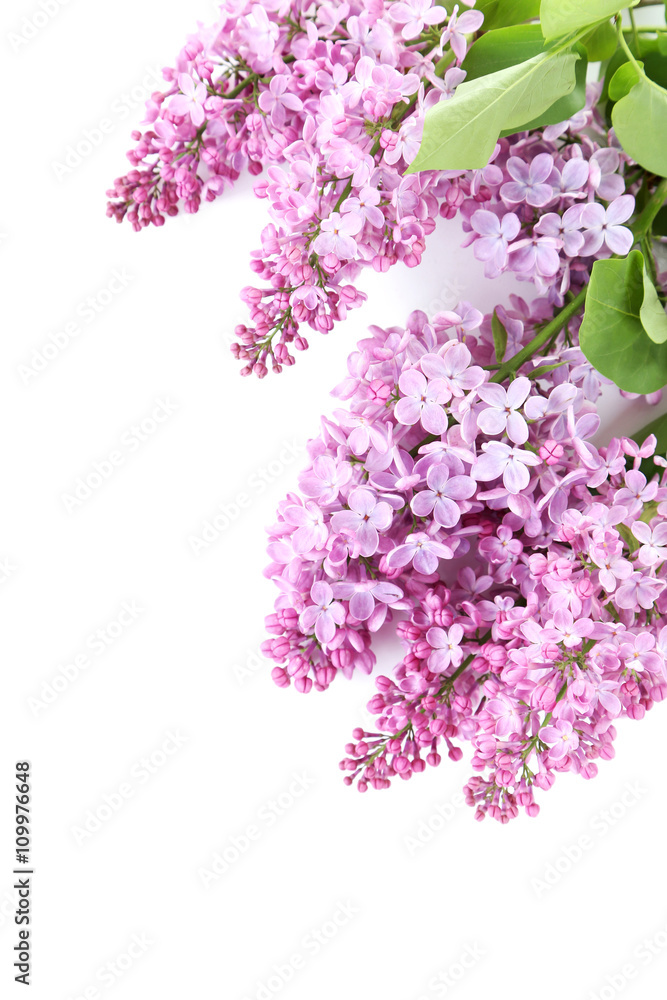 Blooming lilac flowers isolated on a white Blooming lilac flowers isolated on a white