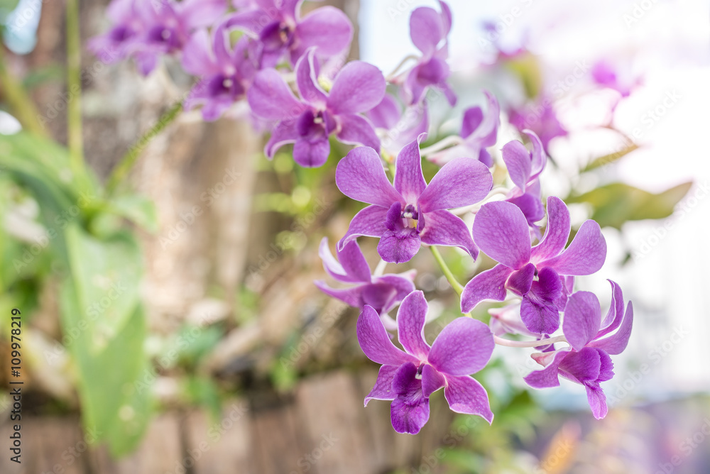 Selective focus of purple orchid flowers in the garden Selective focus of purple orchid flowers in the garden
