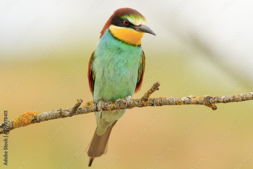 Abejaruco Abejaruco