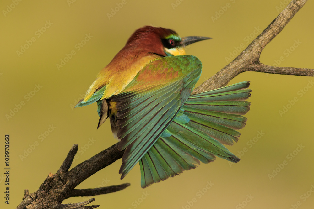 Fototapeta premium Abejaruco