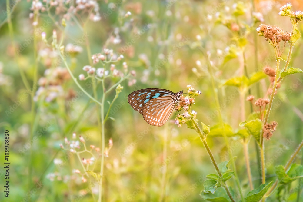 Fototapeta premium Blue butterfly with sunlight morning