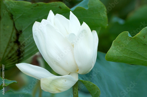 White lotus flower in the garden.