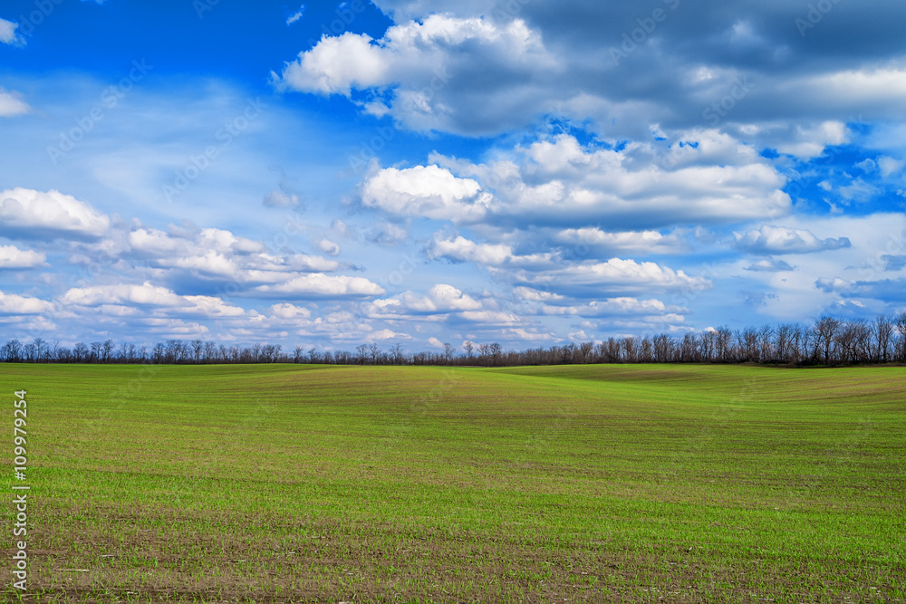 Field and cloudscape