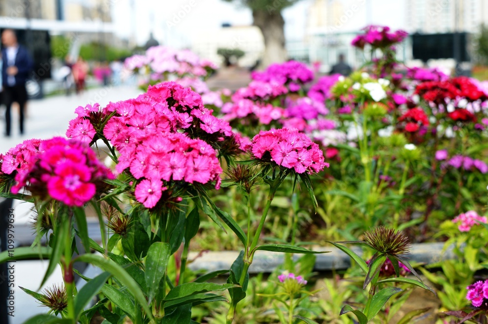 custom made wallpaper toronto digitalFlowers in city park