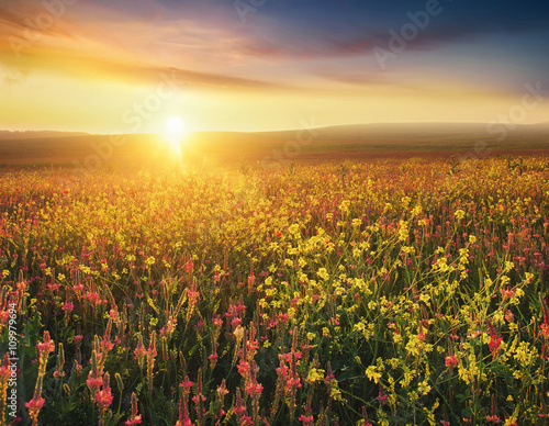 Field with flowers during sundown. Beautiful agricultural landscape in the summer time