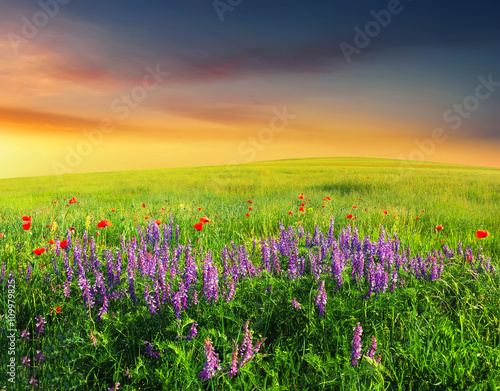 Field with flowers in mountain valley. Natural summer landscape during sunset.