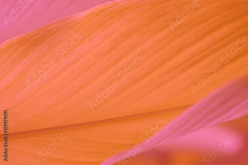 abstract orange leaf background