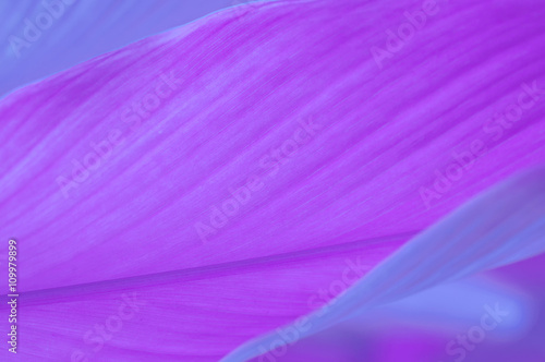 abstract violet leaf background