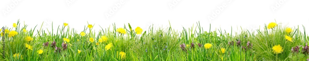 Fototapeta premium Cudownie prosta łąka z dzikim kwiatem przed białym