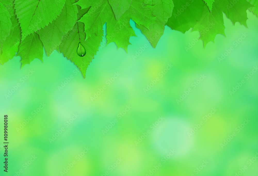 Spring leaves Spring leaves