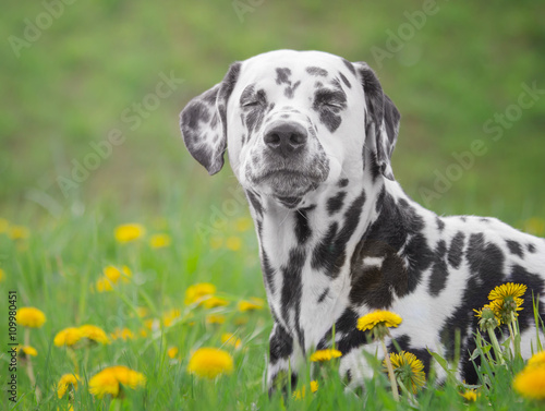 Cute happy dalmatian dog puppy laying on fresh summer grass