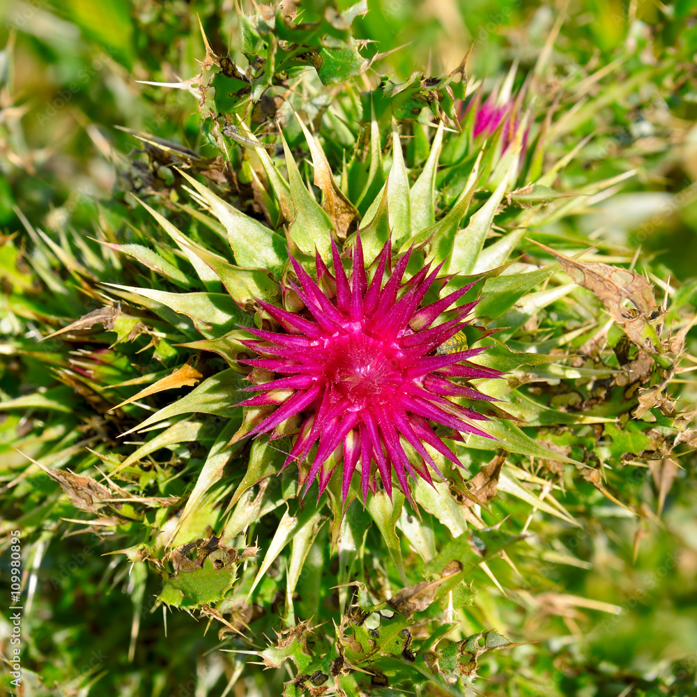 thistle flower on blurred green background thistle flower on blurred green background