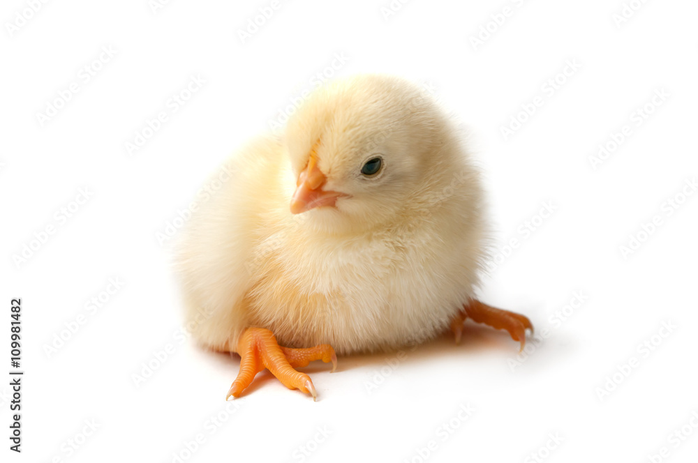 chicken isolated chicken isolated