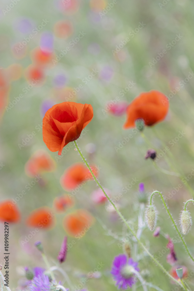 Fototapeta premium Red poppies flowers in bloom on a green colorful springtime landscape with vintage effect applied