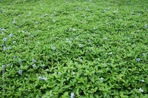 Purple flowers bloom in the morning.