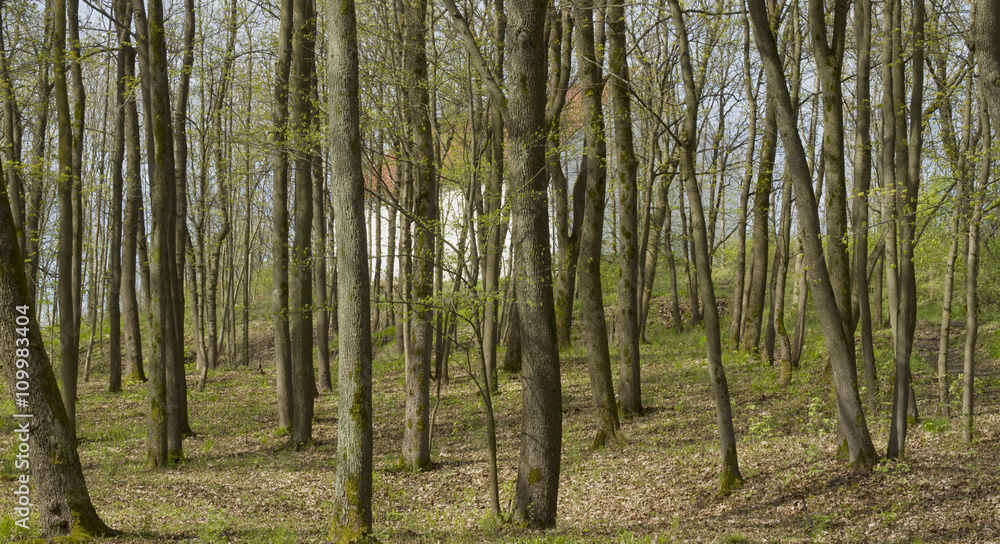 Fototapeta premium Sping in the forset