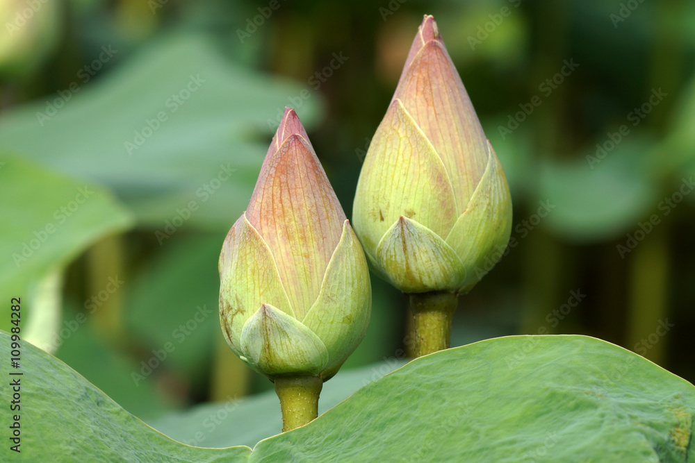 pink lotus flower blooming in the garden. pink lotus flower blooming in the garden.