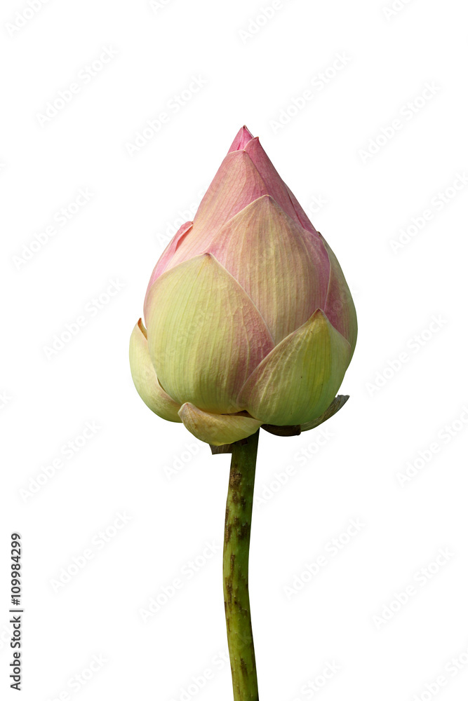Fototapeta premium pink lotus flower blooming in the garden.